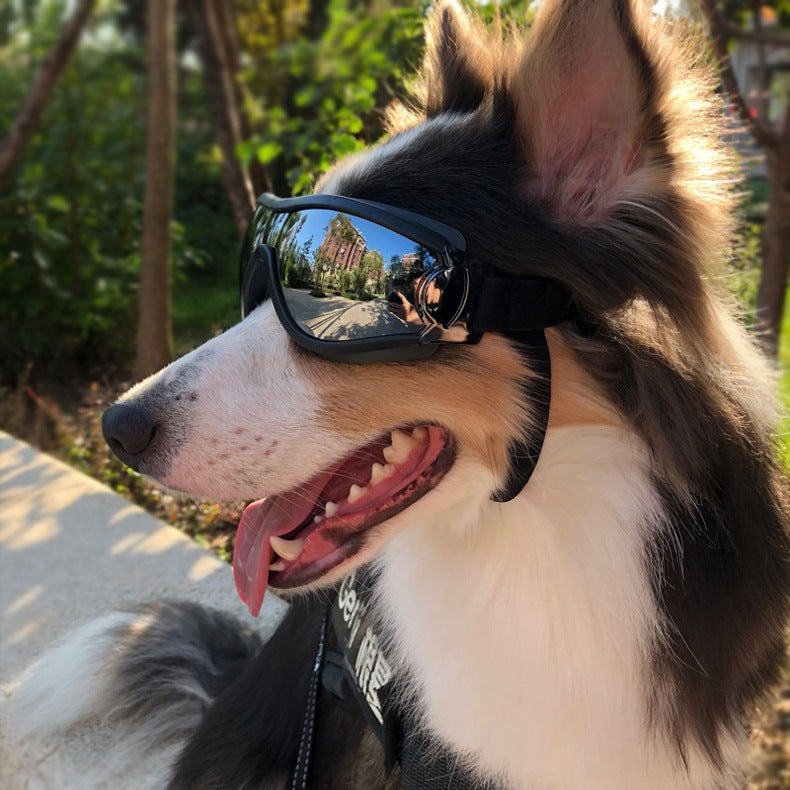 Pet Glasses