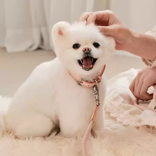 Dog Collar Leather Hand Holding Rope Dog Leash Collar Pet Small And Medium Size