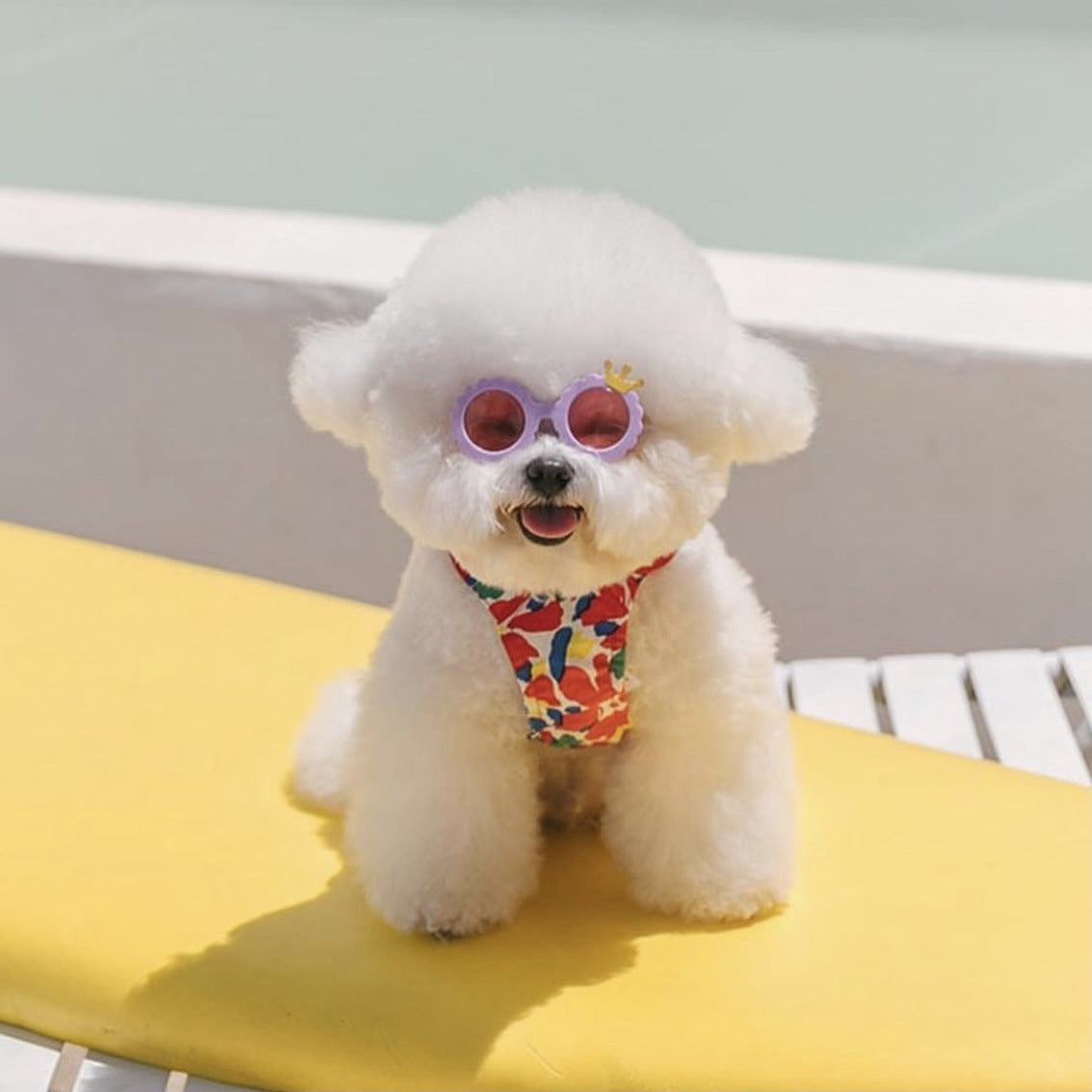 Dog Cat Cute Sunglasses Jewelry Photo
