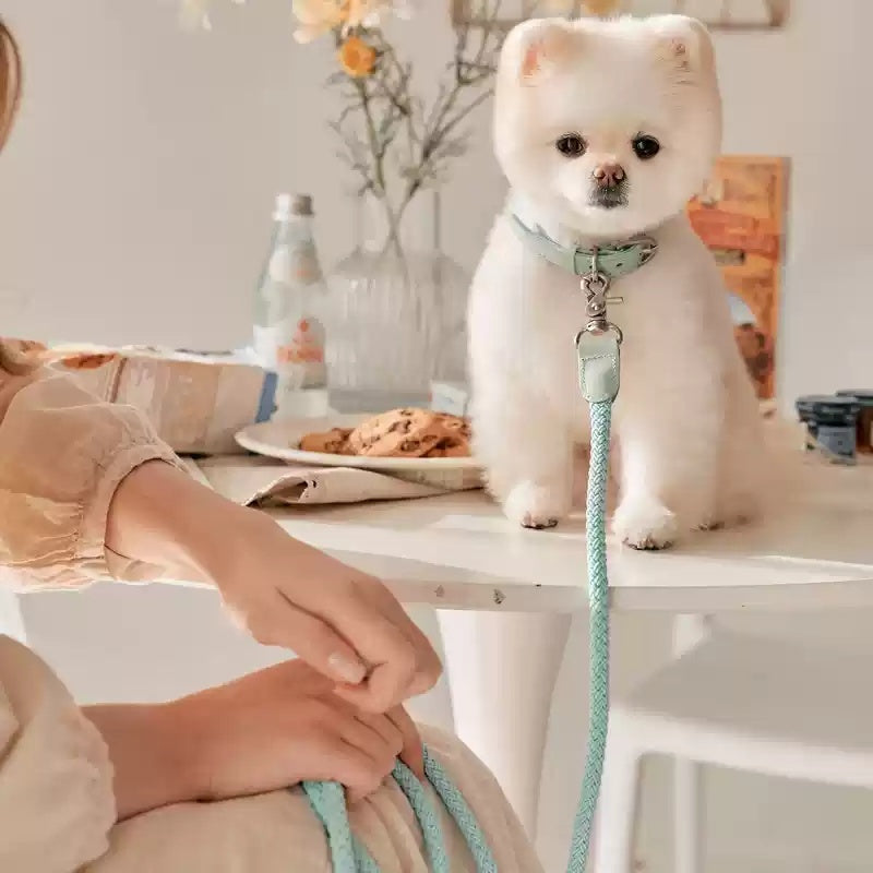 Dog Collar Leather Hand Holding Rope Dog Leash Collar Pet Small And Medium Size